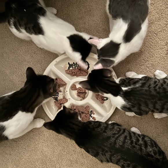 Shop to Support Kitties!💕🐾My Cause for PAWS🐾!💕 - Picture 11 of 17